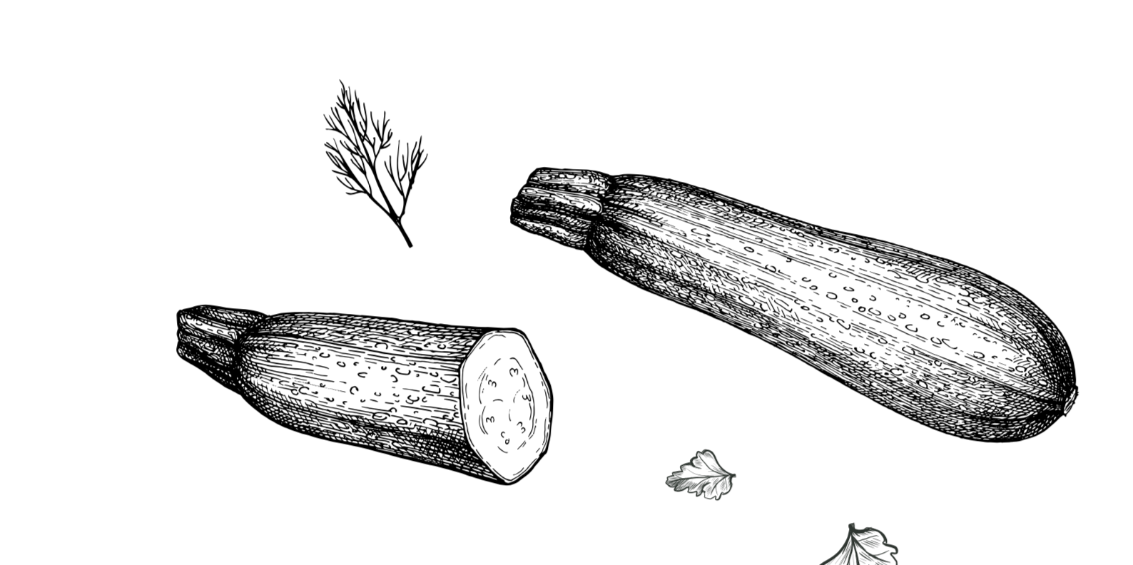 Zucchine disegno